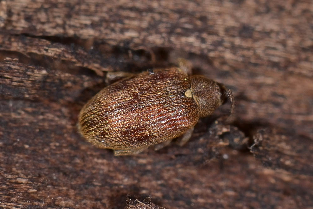 Orchestes testaceus, Curculionidae
